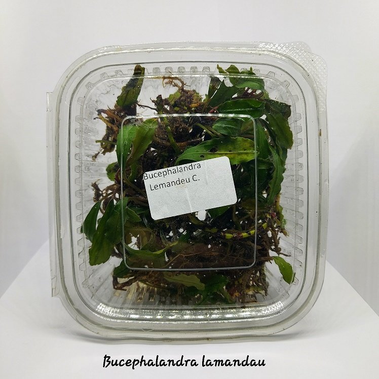 Bucephalandra lamandau SUBMERGED 10x10cm PORSIYON - ÖN SİPARİŞ
