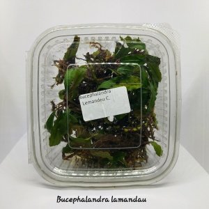 Bucephalandra lamandau SUBMERGED 10x10cm PORSIYON - ÖN SİPARİŞ