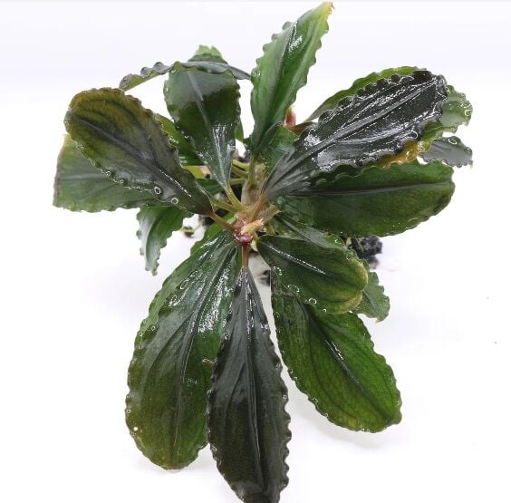 Bucephalandra dark scorpio PORSİYON 10x10 cm