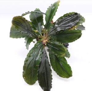 Bucephalandra dark scorpio PORSİYON 10x10 cm