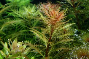 Proserpinaca palustris \'Cuba SAKSI