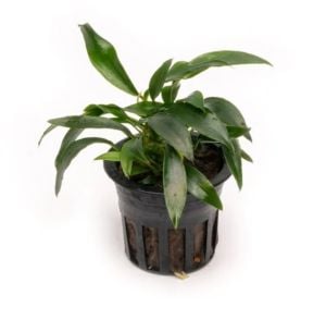 Anubias chili jalapeno ADET - APC ÖN SİPARİŞ