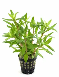 Proserpinaca palustris \'Cuba SAKSI