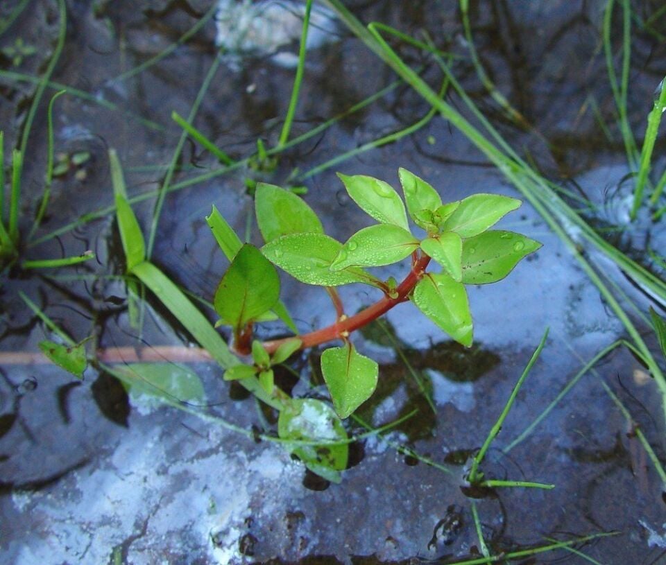 Ludwigia green EX VITRO