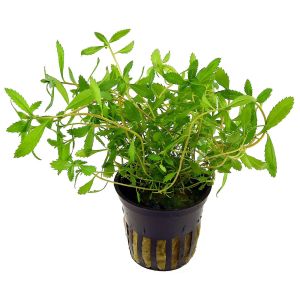 Proserpinaca palustris 'Cuba SAKSI
