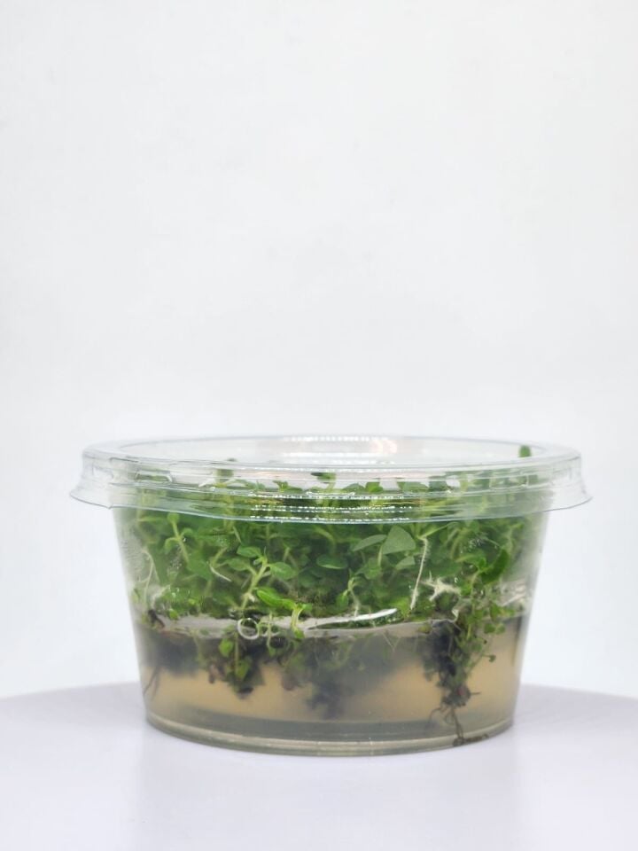 Ludwigia green EX VITRO