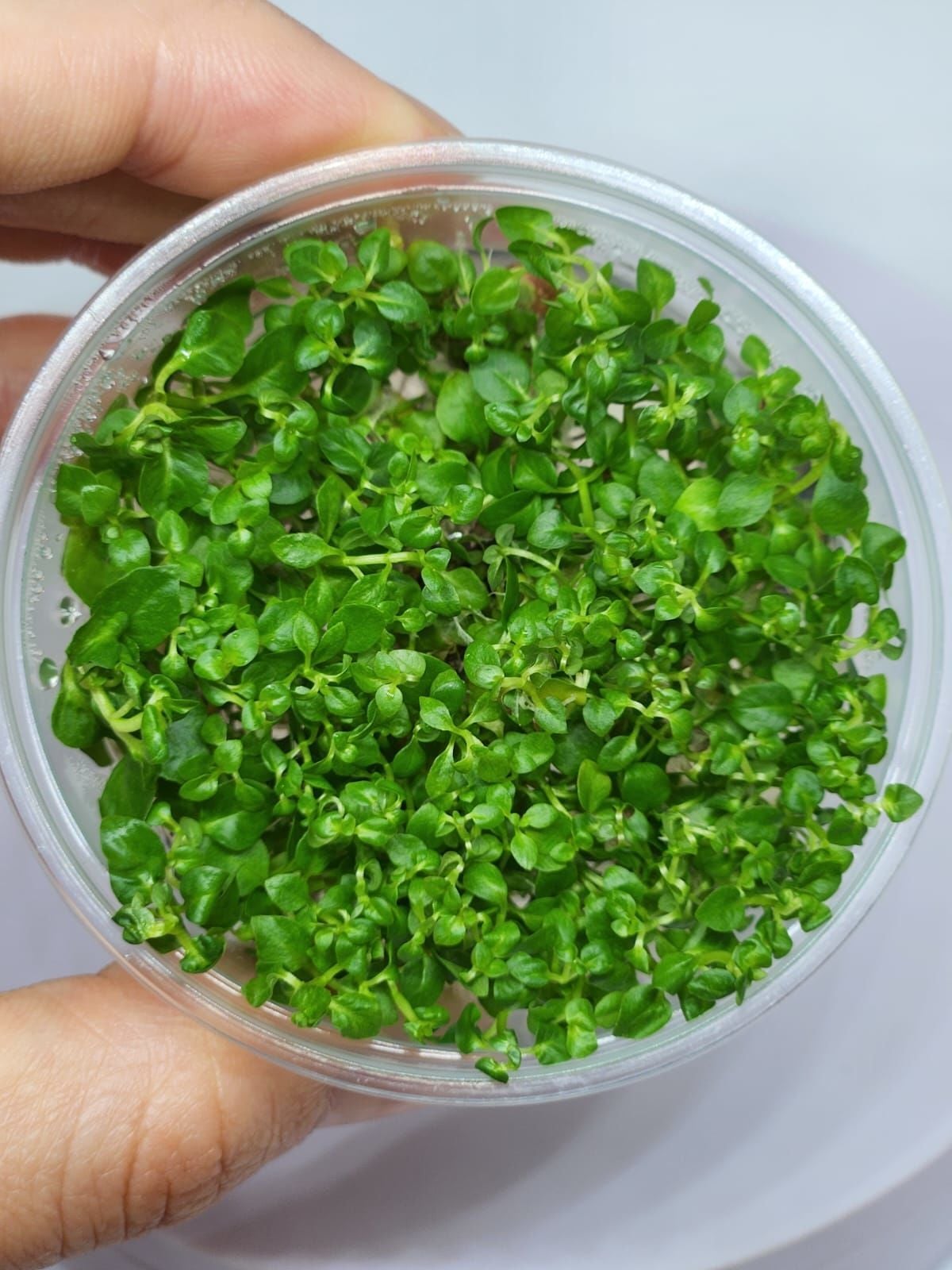 Ludwigia green EX VITRO