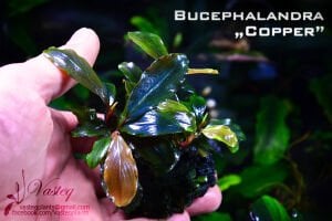 Bucephalandra copper PORSİYON 10x10 cm