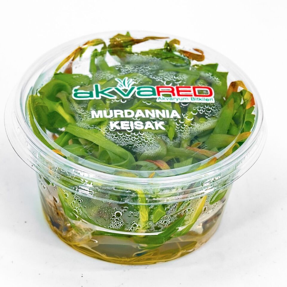 Murdannia keisak EX VITRO
