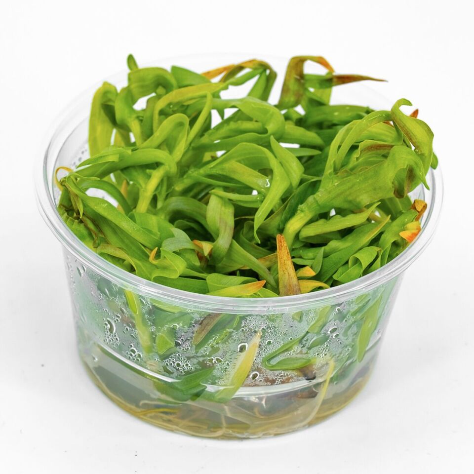 Murdannia keisak EX VITRO