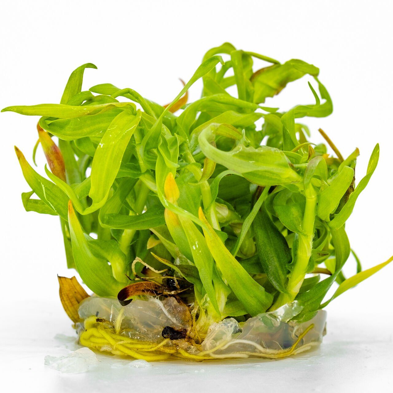 Murdannia keisak EX VITRO