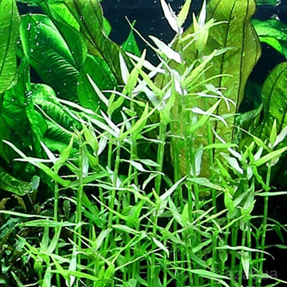 Murdannia keisak EX VITRO