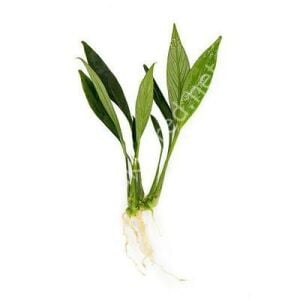 Anubias congensis mini ADET ÖN SİPARİŞ
