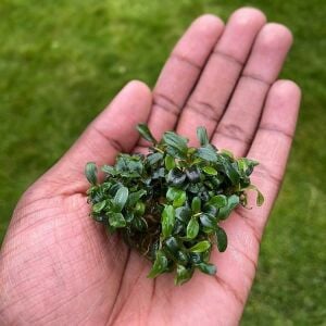 Bucephalandra needle leaf 10x10cm Kutu - ÖN SİPARİŞ
