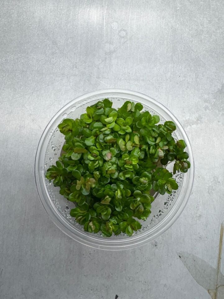 Rotala bonsai red indo EX VITRO