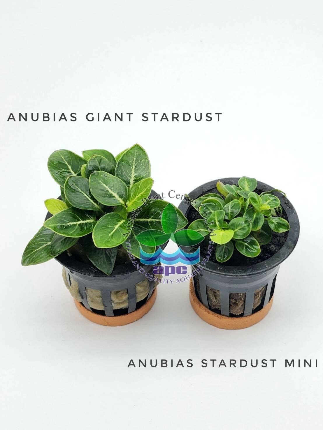 Anubias stardust mini ADET - APC ÖN SİPARİŞ