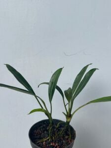 Bucephalandra gigantea ADET İTHAL
