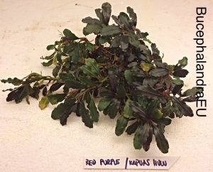 Bucephalandra red purple SUBMERGED 10x10cm PORSIYON - ÖN SİPARİŞ