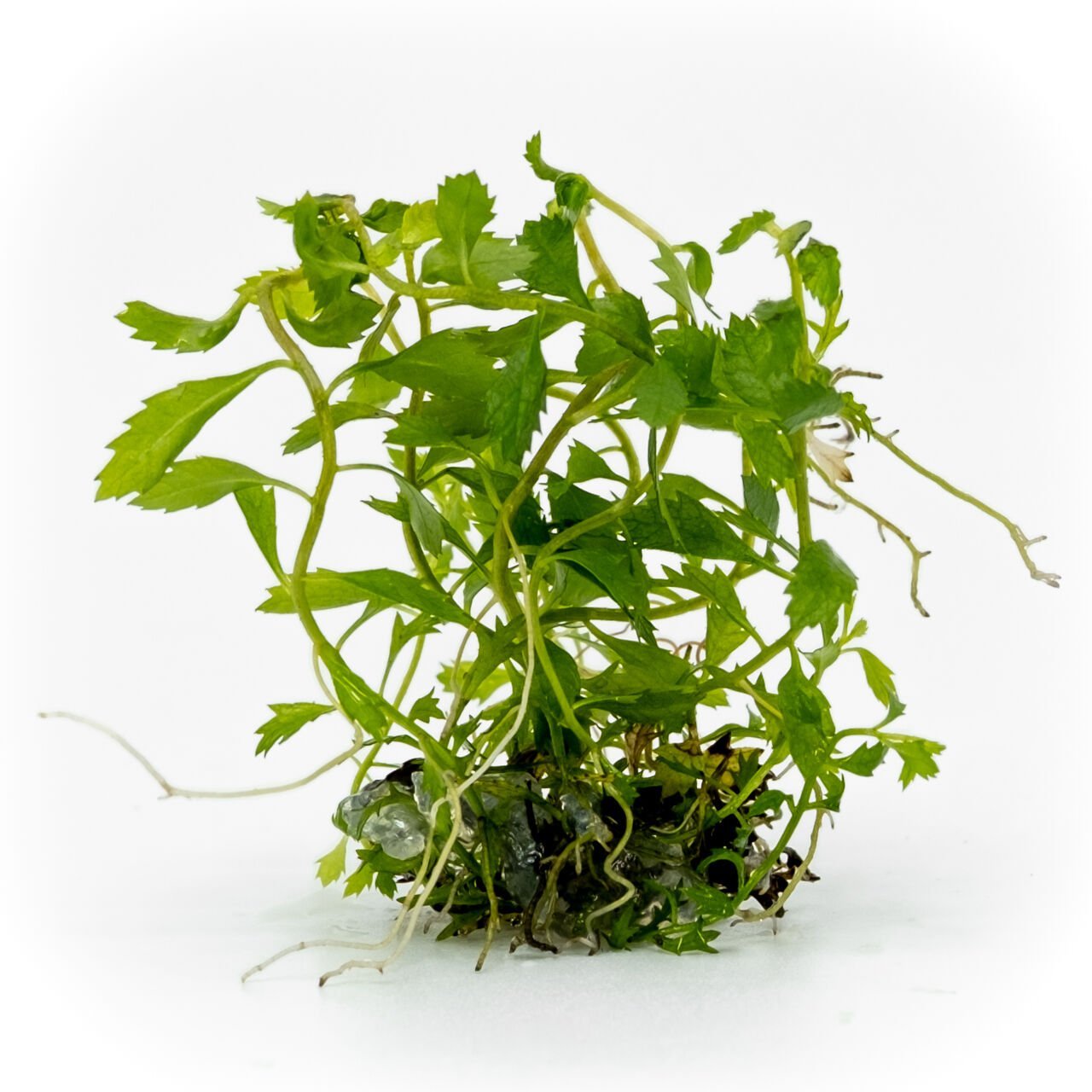 Proserpinaca palustris 'Cuba EXVITRO