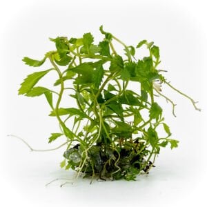 Proserpinaca palustris 'Cuba EXVITRO