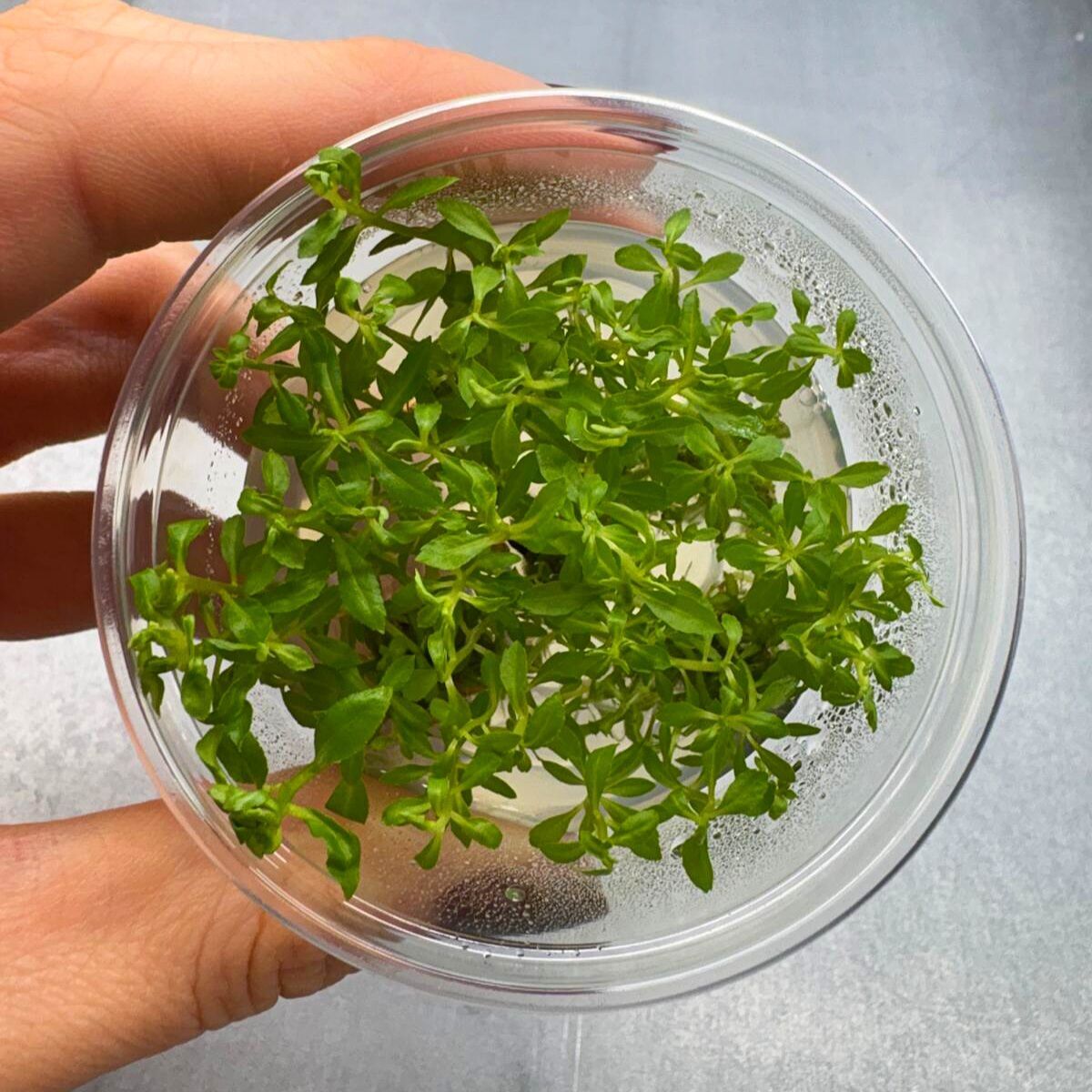 Penthorum sedoides EX VITRO