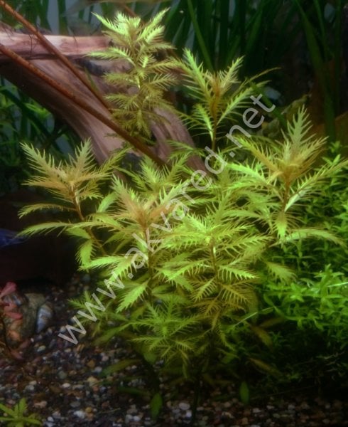 Proserpinaca palustris 'Cuba EXVITRO