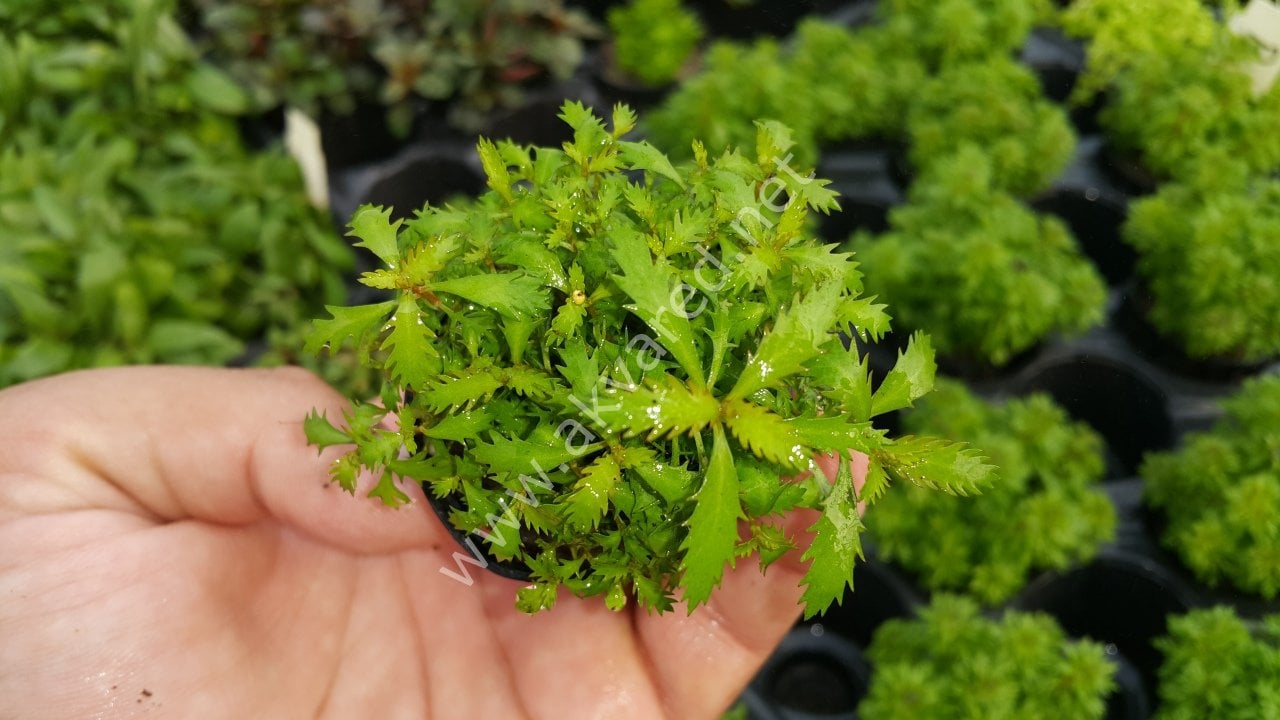 Proserpinaca palustris 'Cuba EXVITRO