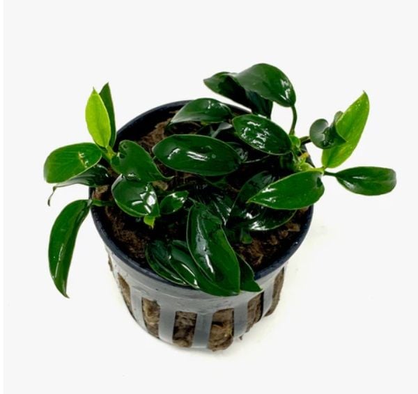 Anubias jungle star ADET - APC ÖN SİPARİŞ