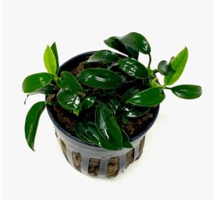 Anubias jungle star ADET - APC ÖN SİPARİŞ