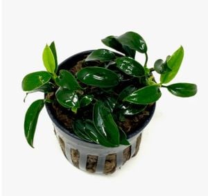 Anubias jungle star ADET - APC ÖN SİPARİŞ