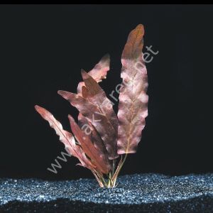 Barclaya longifolia ADET YUMRU - APC ÖN SİPARİŞ