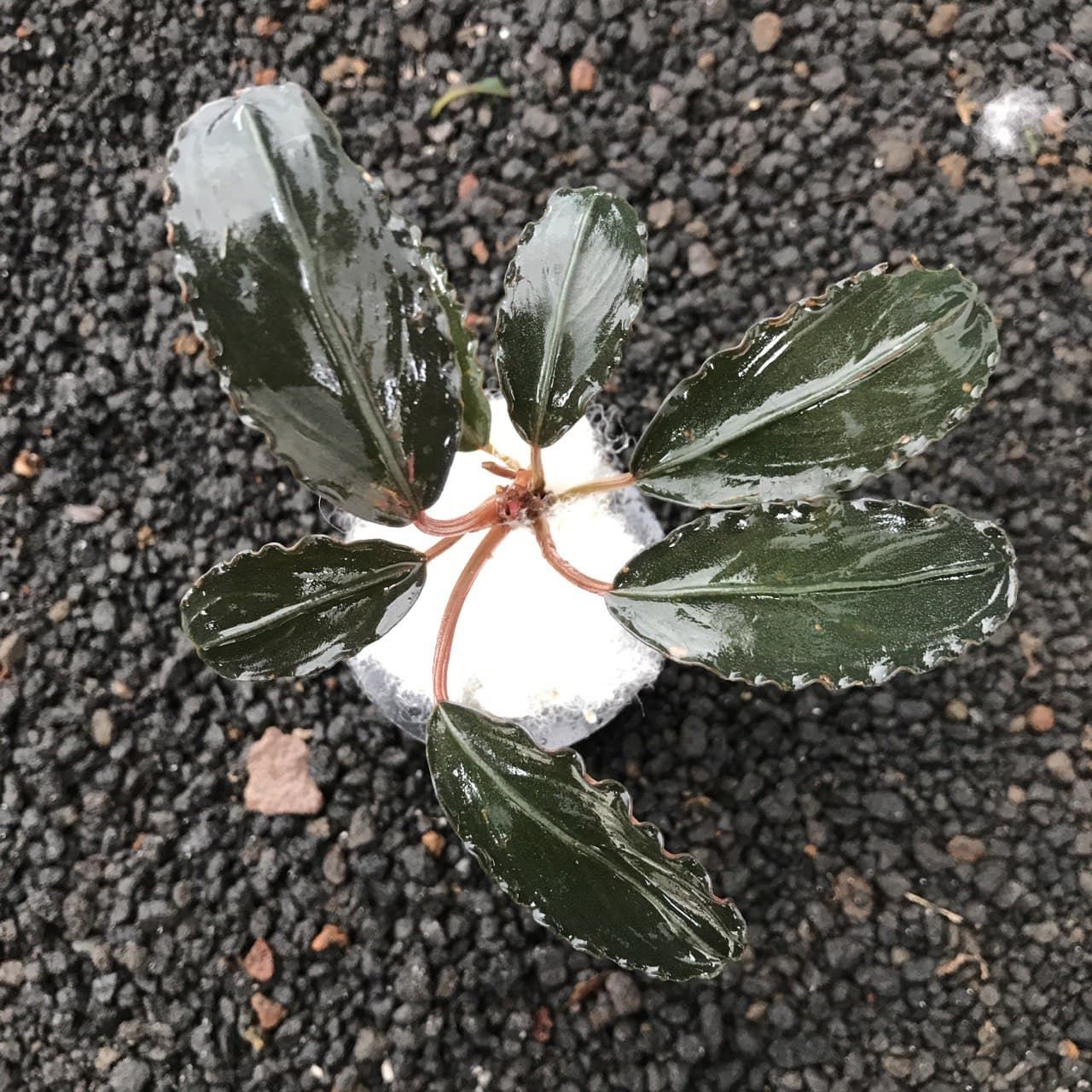 Bucephalandra black swan ADET - ÖN SİPARİŞ