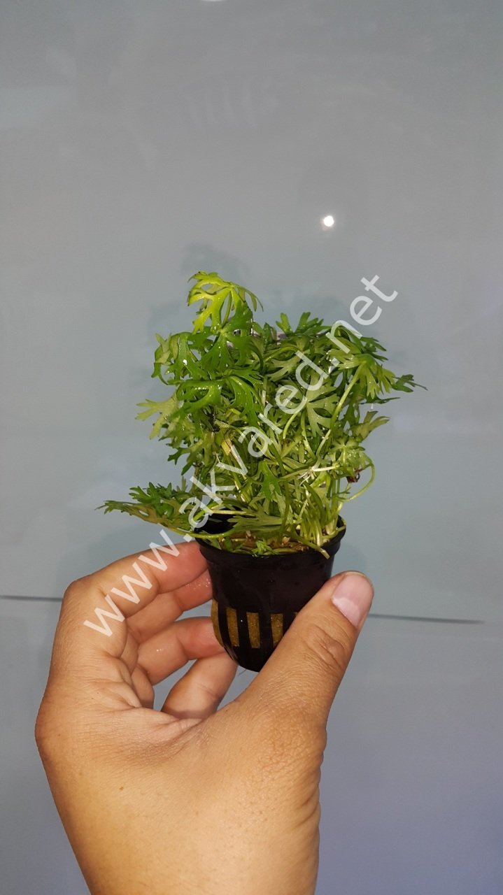 Ranunculus inundatus BUKET