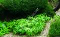 Ranunculus inundatus BUKET