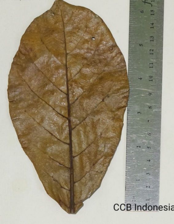 Catappa Yaprağı 10'lu Paket (M) Orta Boy 13-15 cm ÖN SİPARİŞ