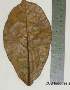 Catappa Yaprağı 10'lu Paket (M) Orta Boy 13-15 cm ÖN SİPARİŞ