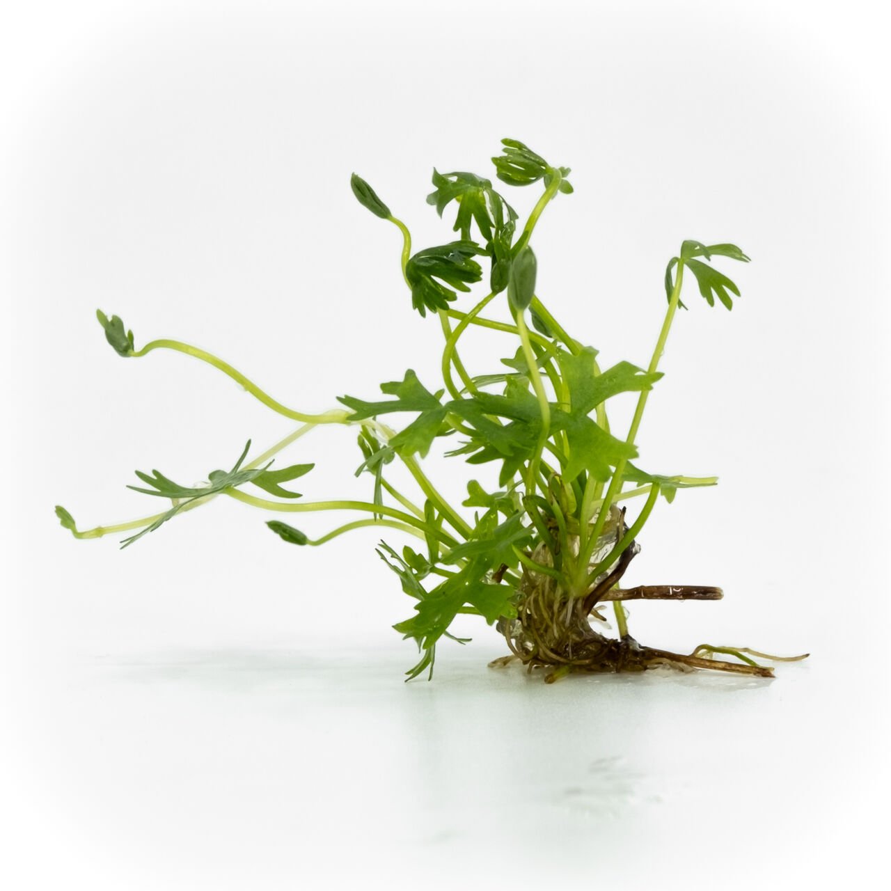 Ranunculus inundatus EXVITRO