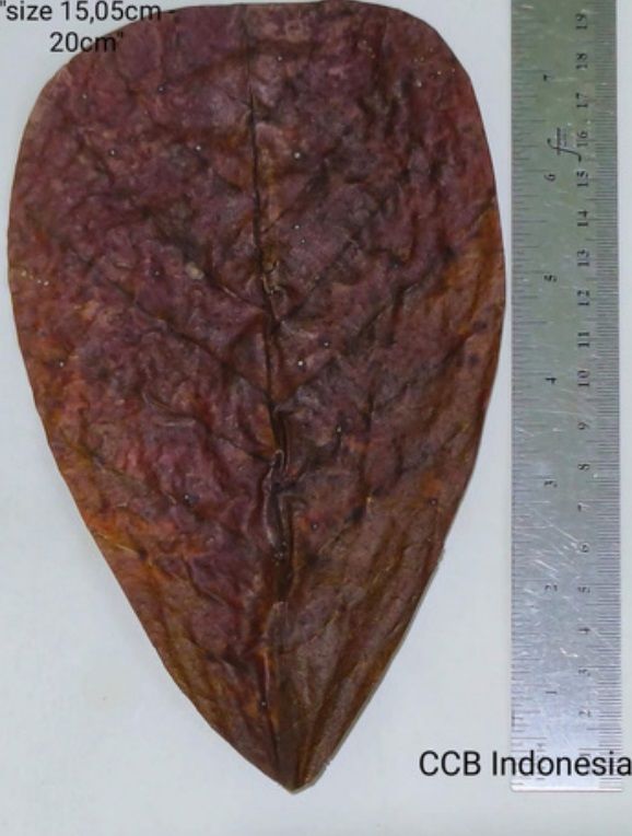 Catappa Yaprağı 10'lu Paket (L) Büyük Boy 16-20 cm ÖN SİPARİŞ