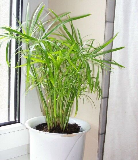 Cyperus alternifolius nana