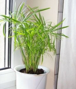 Cyperus alternifolius nana