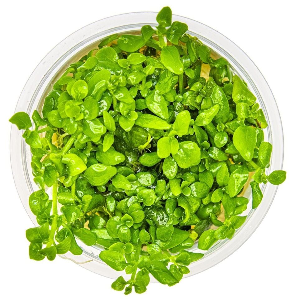 Hygrophila serpyllum EX VITRO
