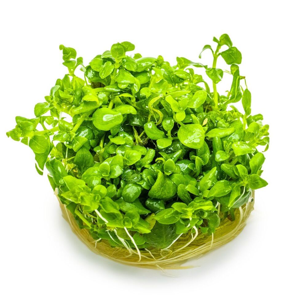 Hygrophila serpyllum EX VITRO