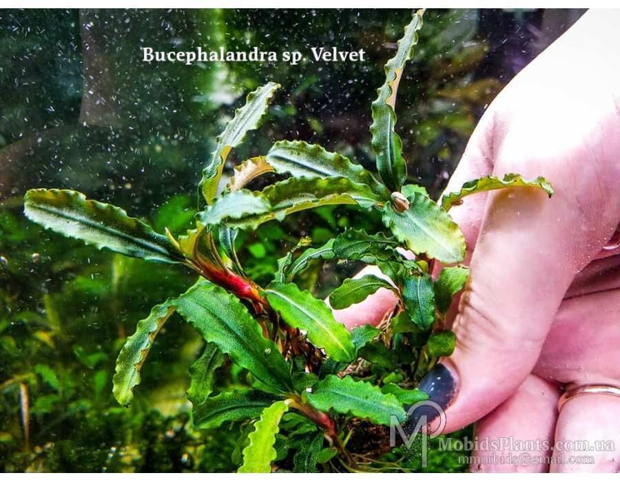 Bucephalandra velvet EX VITRO