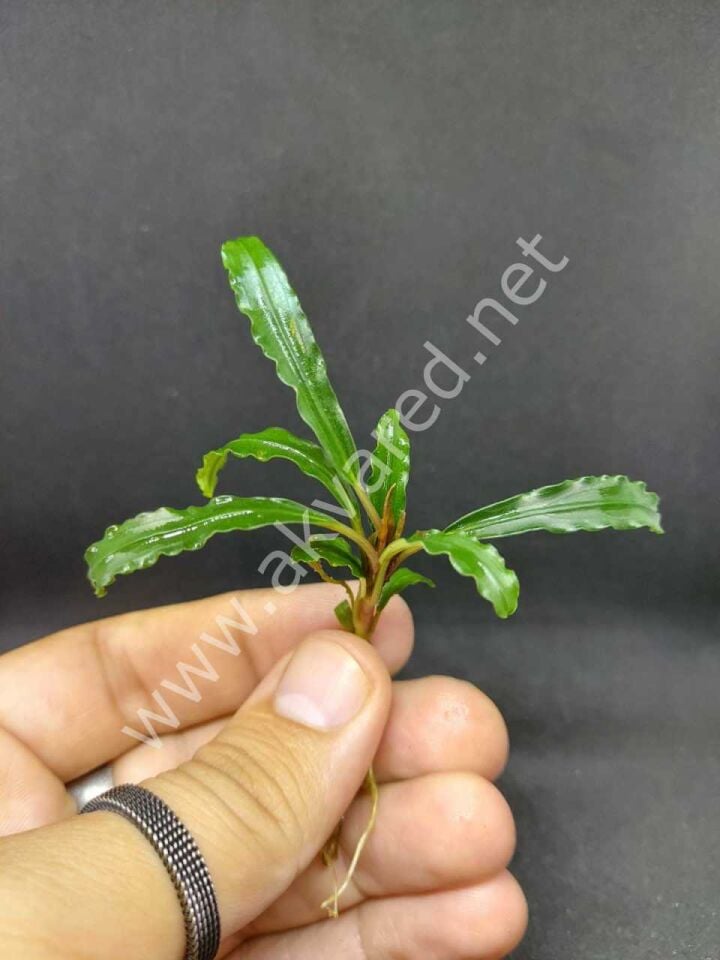 Bucephalandra velvet EX VITRO