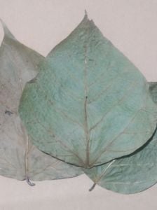 King Dadap / Hint Mercan Ağacı Yaprağı 10'lu Paket 7-13 cm ÖN SİPARİŞ