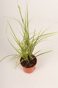 Carex brunnea Jubilo