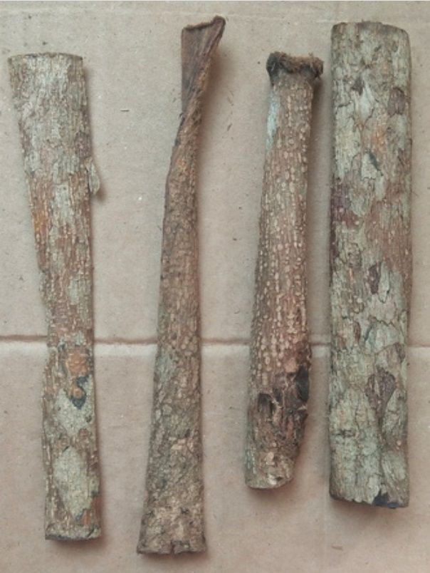 Catappa Ağaç Kabuğu 20 GRAM ÖN SİPARİŞ