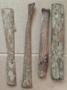 Catappa Ağaç Kabuğu 20 GRAM ÖN SİPARİŞ