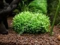 Riccia fluitans /  Riccia Moss 5 gr