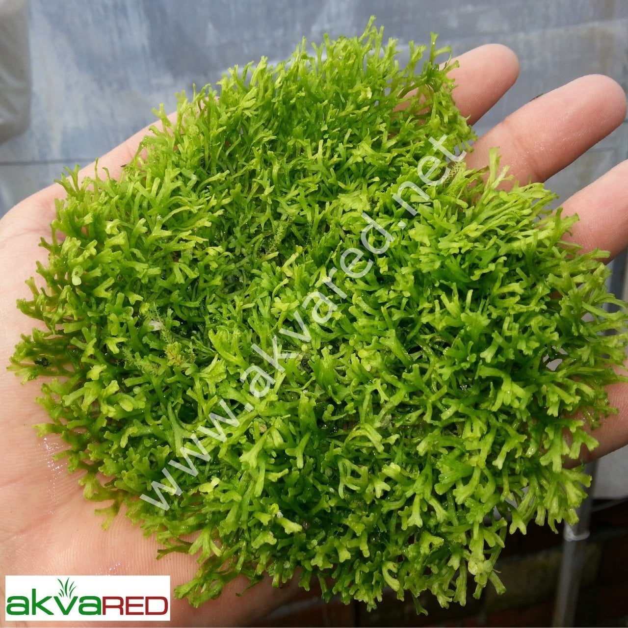 Riccia fluitans /  Riccia Moss 5 gr